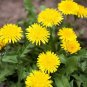 Dandelion Plant (1 Plant)