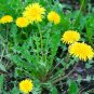 Dandelion Plant (1 Plant)