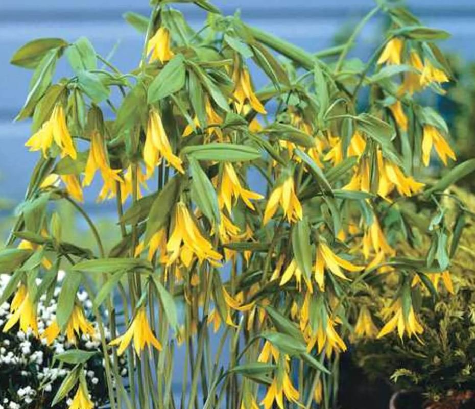 Bellflower Plant (1 Plant)