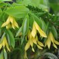 Bellflower Plant (1 Plant)