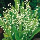 Lily Of The Valley Plant (1 Plant)