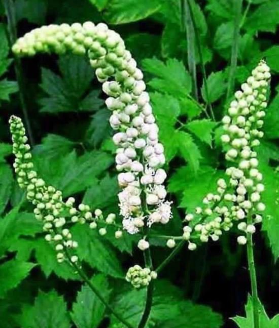 Black Cohosh Plant (1 Plant)