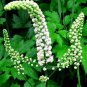 Black Cohosh Plant (1 Plant)