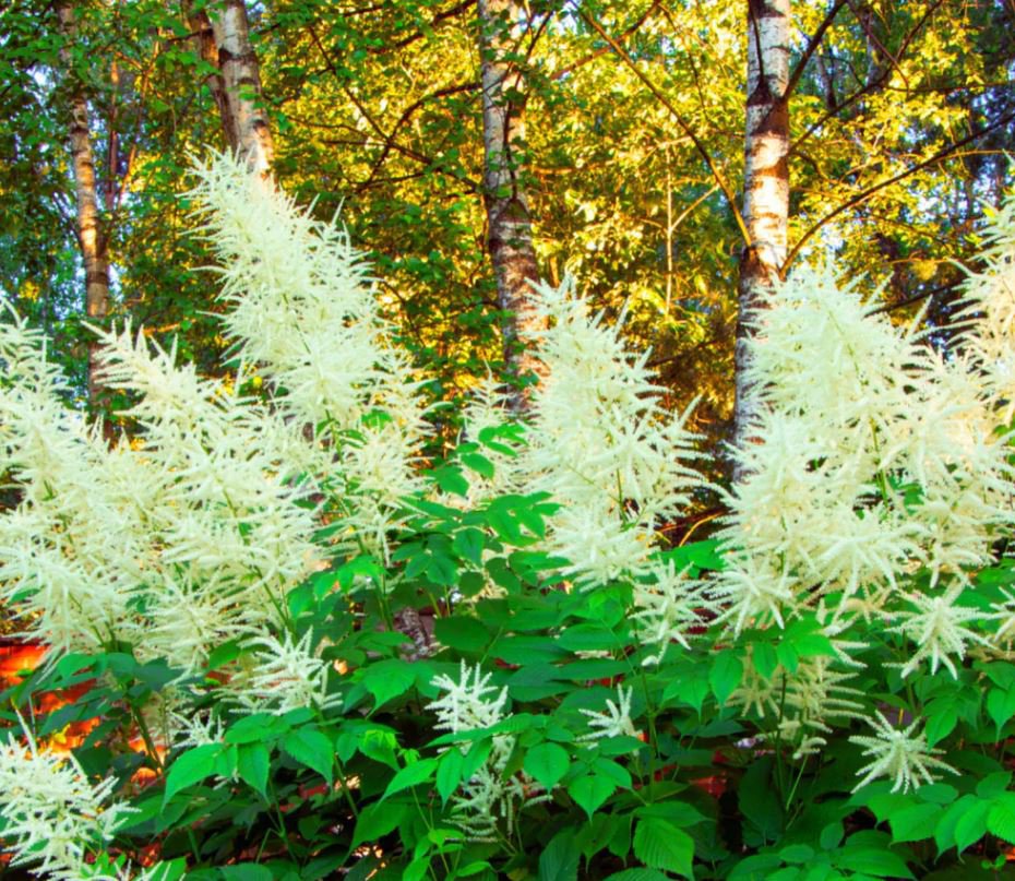 Goat's Beard Plant (1 Plant)