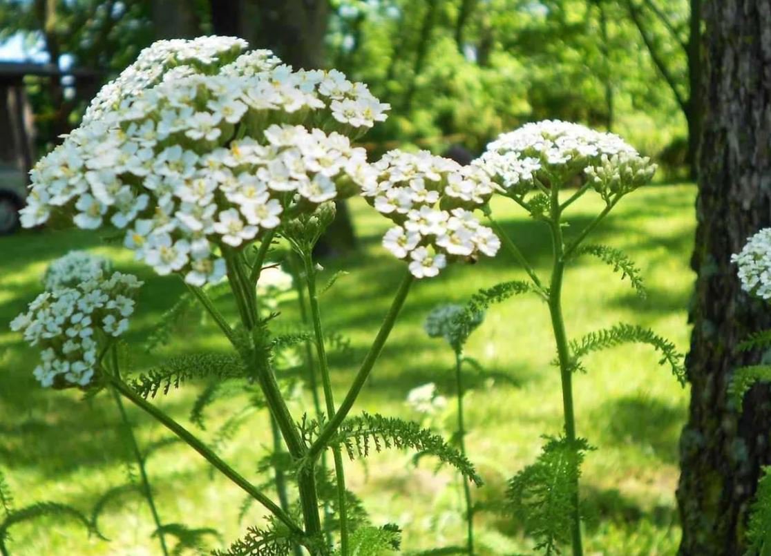 Yarrow Plant (1 Plant)