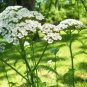 Yarrow Plant (1 Plant)