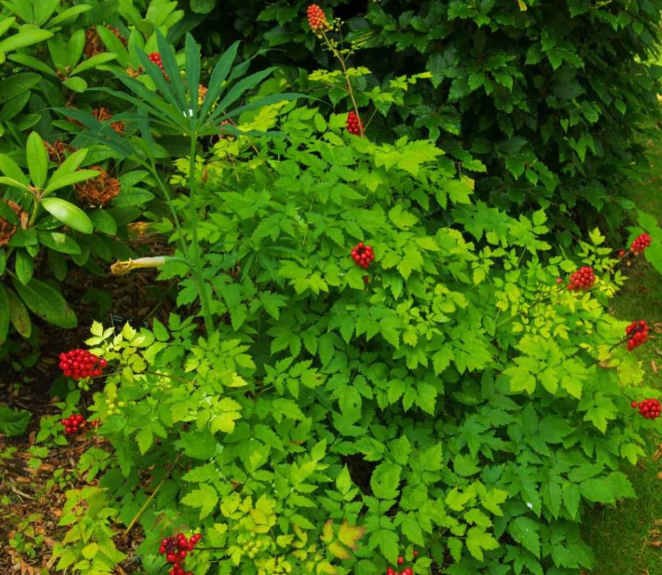 Baneberry (1 Plant)