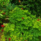 Baneberry (1 Plant)
