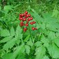 Baneberry (1 Plant)