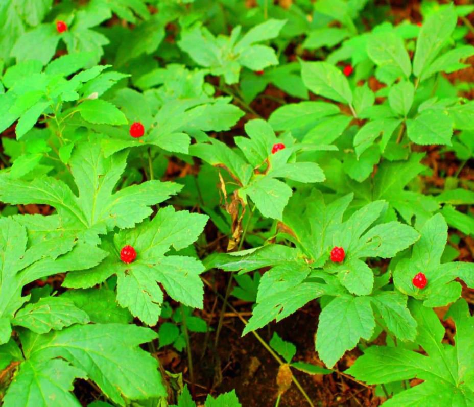 Goldenseal Plant (1 Plant)