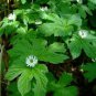 Goldenseal Plant (1 Plant)