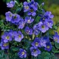 Jacobs Ladder (1 Plant)