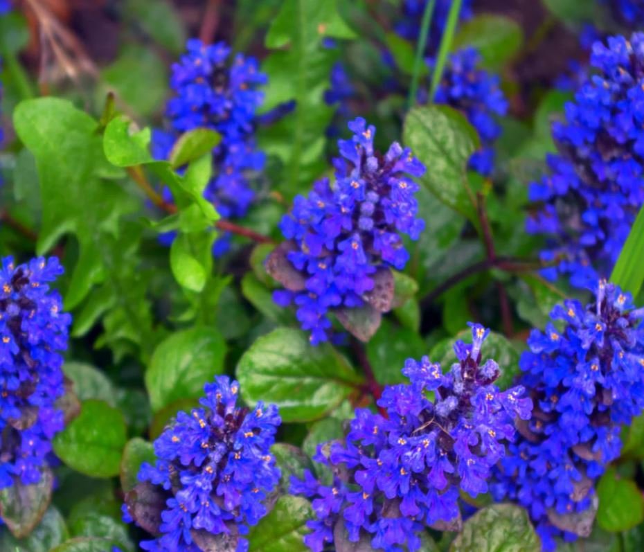 Ajuga Reptans (1 Plant)