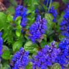 Ajuga Reptans (1 Plant)