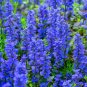 Ajuga Reptans (1 Plant)