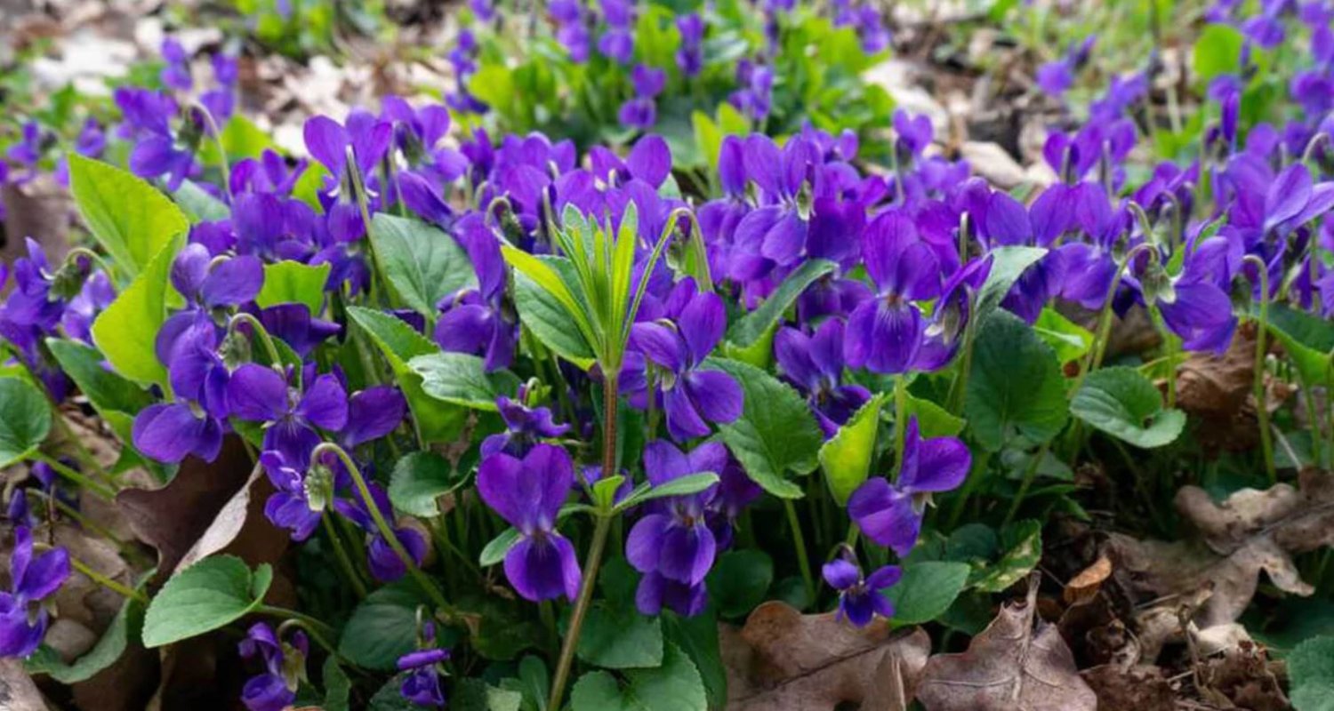 Purple Violet (1 Plant)