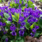 Purple Violet (1 Plant)