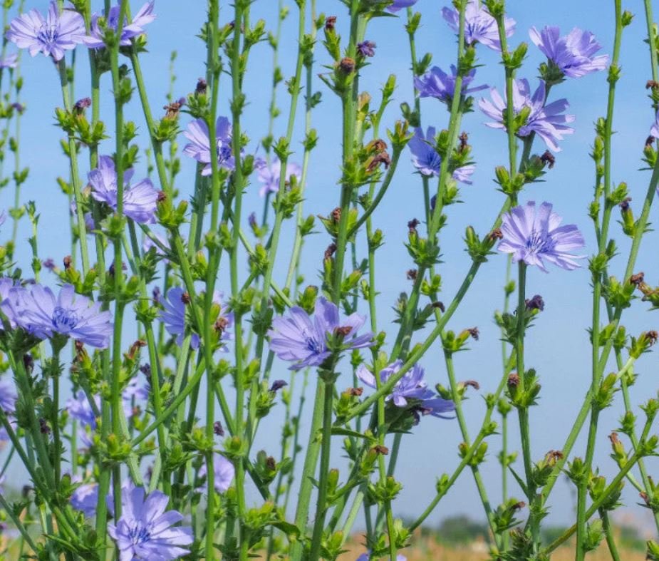 Chicory Plant (1 Plant)