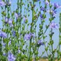 Chicory Plant (1 Plant)