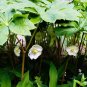 Mayapple (1 Plant)