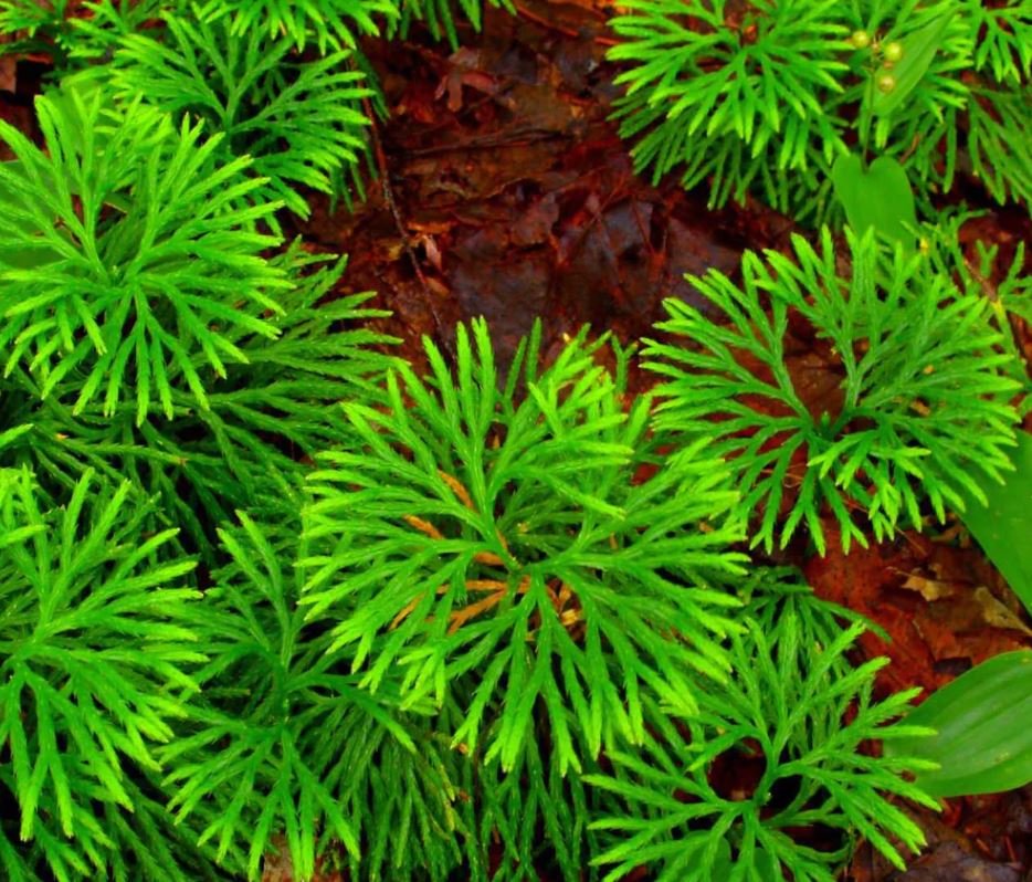 Running Cedar (1 Plant)