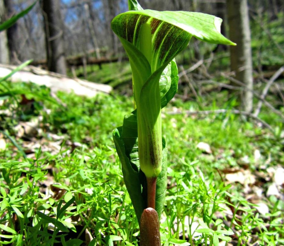 Jack In The Pulpit (1 Plant)