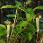 Jack In The Pulpit (1 Plant)