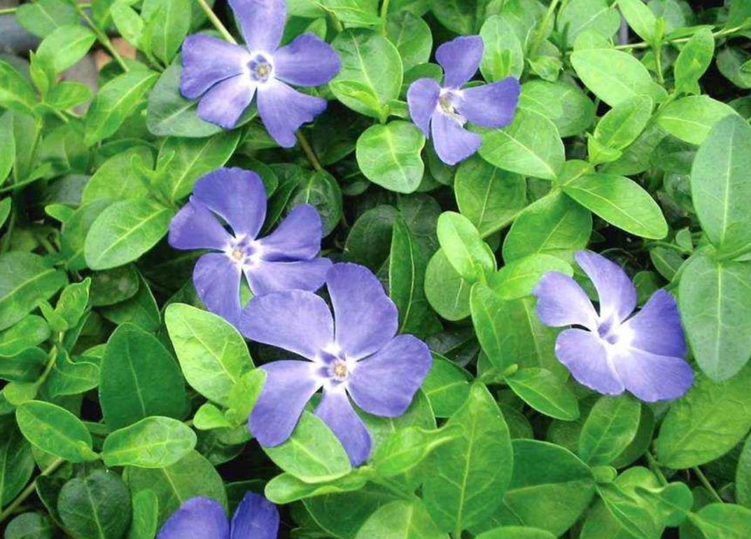 Periwinkle Plant (1 Plant)