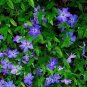 Periwinkle Plant (1 Plant)