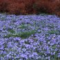 Periwinkle Plant (1 Plant)