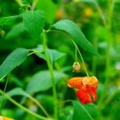 Jewelweed (1 Plant)