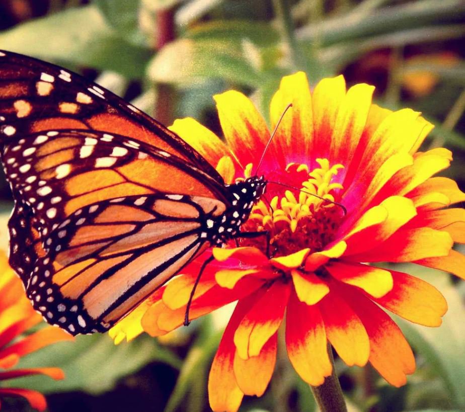 Butterfly Plants (9 Plants)