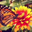 Butterfly Plants (9 Plants)