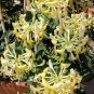 Butterfly Plants (9 Plants)