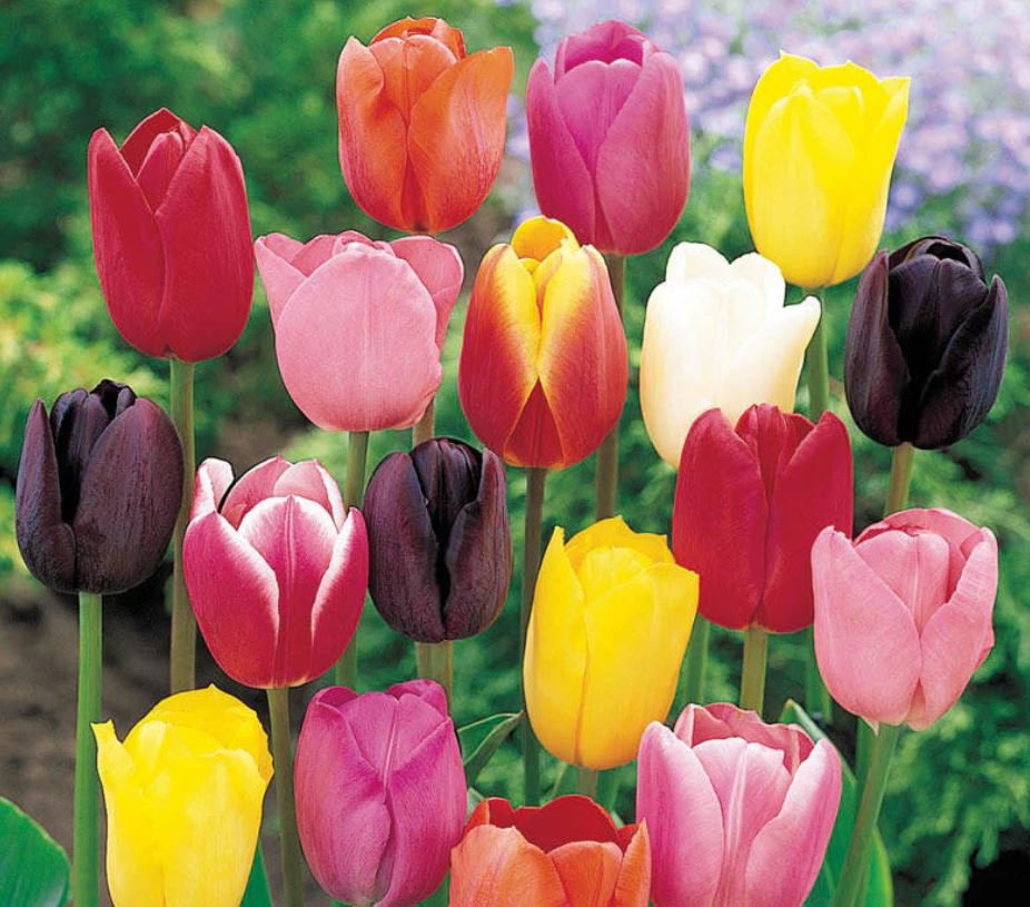 Tulip Bulbs -Mixed Color (10 Bulbs)