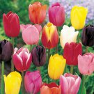 Tulip Bulbs -Mixed Color (10 Bulbs)