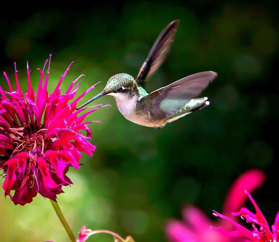 Hummingbird Plant (10 Plants)