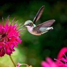 Hummingbird Plant (10 Plants)