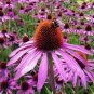 Hummingbird Plant (10 Plants)