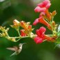 Hummingbird Plant (10 Plants)