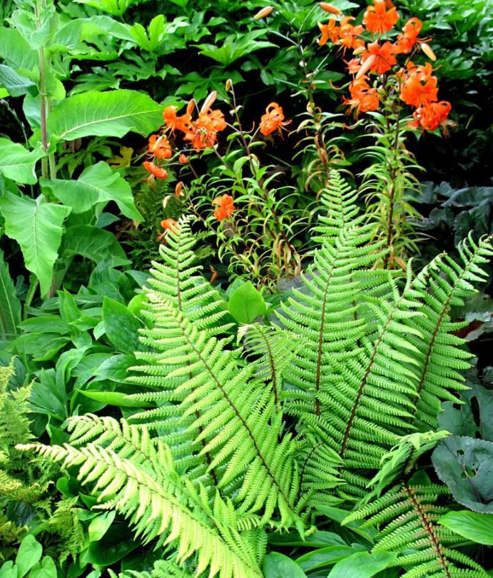 Perennials & Fern (50 Plants)
