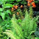 Perennials & Fern (50 Plants)