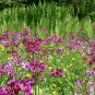 Perennials & Fern (50 Plants)