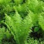 Perennials & Fern (50 Plants)