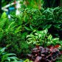Perennials & Fern (50 Plants)
