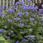 Perennials & Fern (50 Plants)