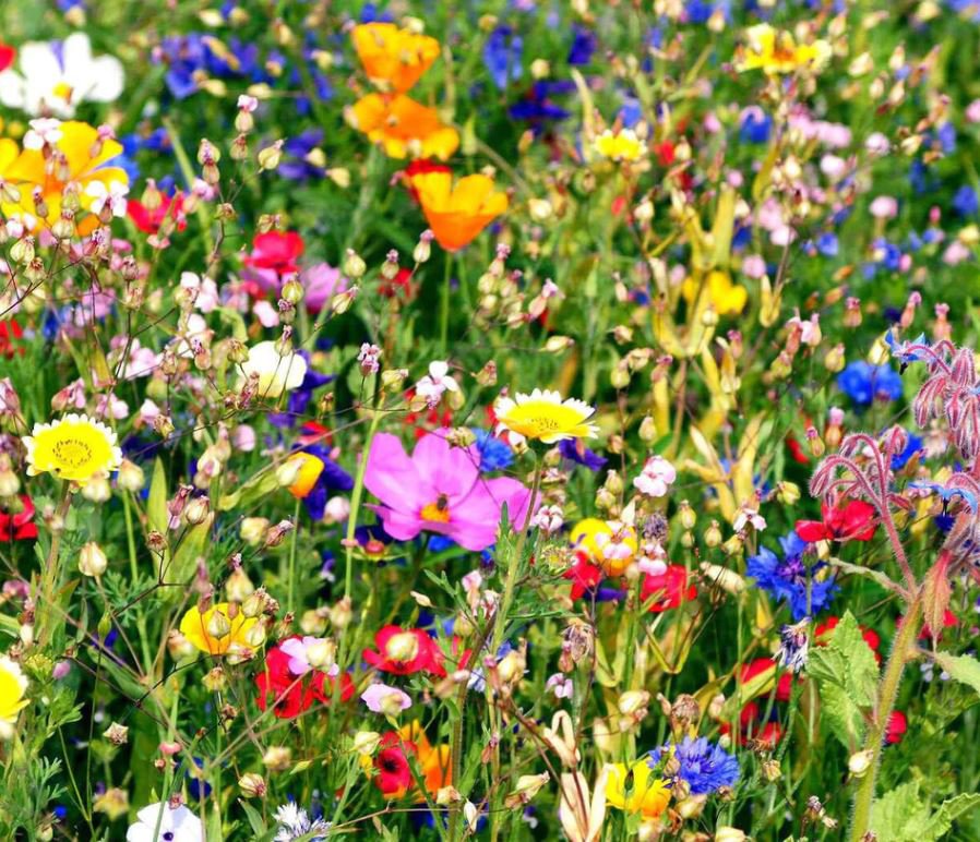 Wildflower (25 Plants)