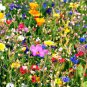 Wildflower (25 Plants)