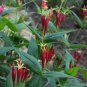 Wildflower (25 Plants)