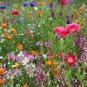 Wildflower (25 Plants)